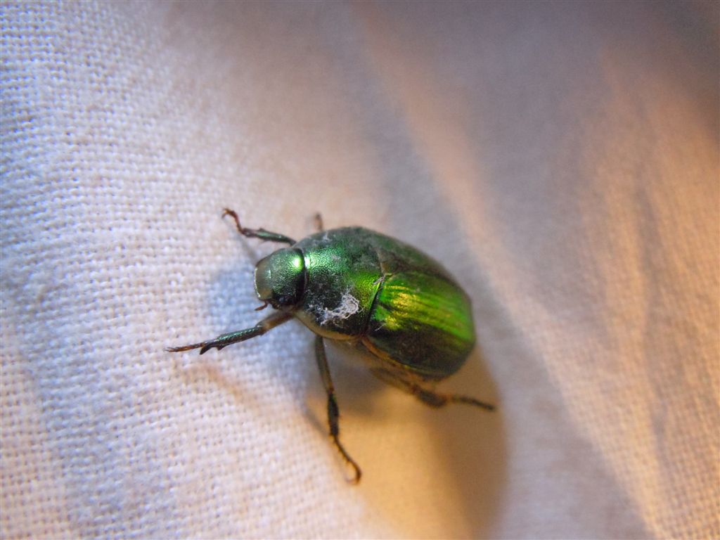 Rutelidae? Anomala sp.